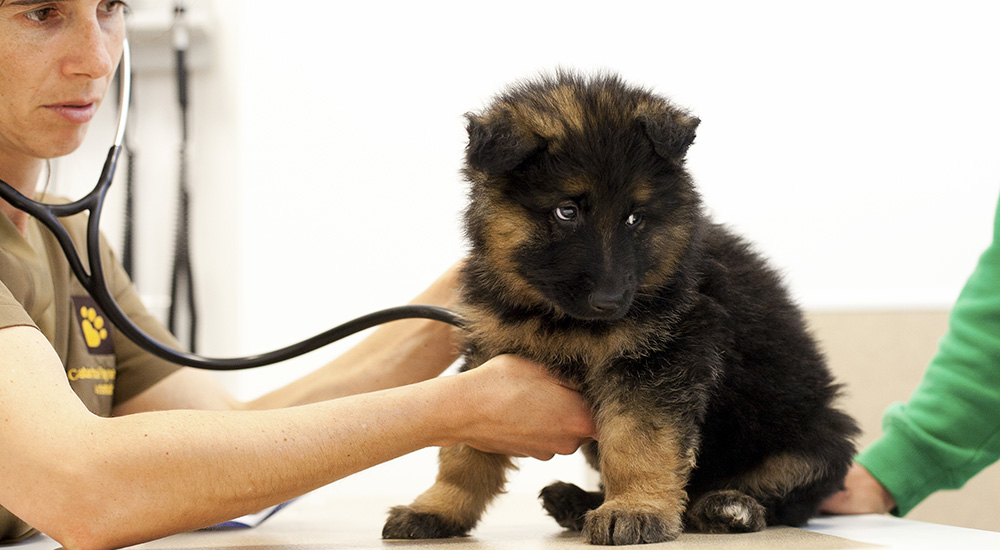 Planos de Vacinação